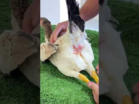 تلقيح إنثي الديك صناعي شاهد للنهاية