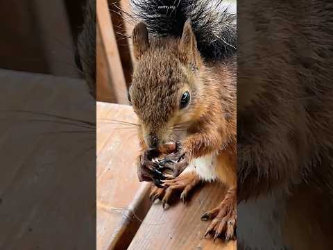 Вкусный орешек #земнойирий #природа #парк #белочка #белка #животные