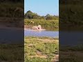 Escaping wildebeest flies into the river to escape from a pride of lions  masai mara sightings