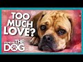 The Puggle That Loved Too Much! | It's Me or The Dog