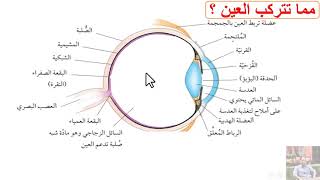 العين للصف التاسع أحياء منهج كامبردج 2020