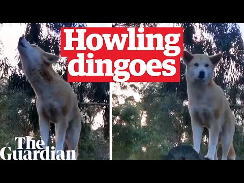 Video: Waarom huilen dingo's?