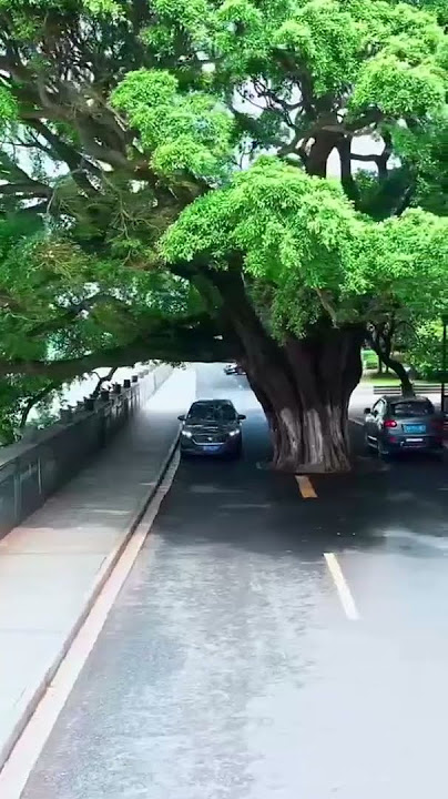 In Wan'an, China, they decided not to cut down an ancient tree