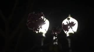 Roy Woods - Say Less (Unofficial Music Video)