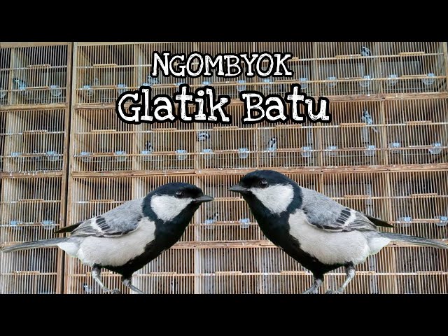 CARA MEMILIH GLATIK BATU BAHAN PEOSPEK | GLATIK GACOR | GLATIK BATU GACOR | GLATIK WINGKO GACOR class=