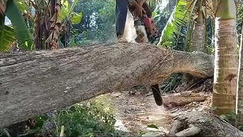 Incredible Three Felling Skill With Chainsaw MS070 Sthil The Cutting Down Sound Effect 2022