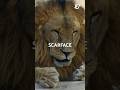 Afrika’nın Efsane Aslanı Scarface #scarface #aslan #afrika