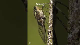 Download Lagu tongeret's voices #tongeret #animalshorts #animals #shorts MP3 Download Lagu tongeret's voices #tongeret #animalshorts #animals #shorts MP3