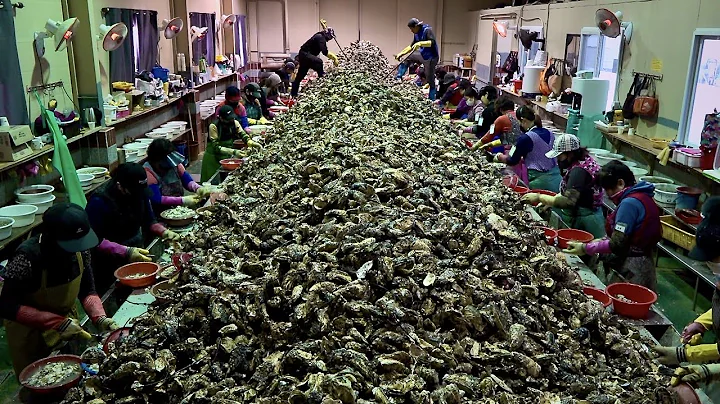 Produces 10 Tons of Oysters per Day. Seafood Mass Production Plant in Korea - DayDayNews