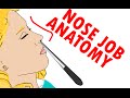 Nose Job And Nose Anatomy (Rhinoplasty) - Sense Of Smell Physiology