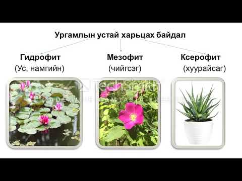 Видео: Ургамал транспирацийг хэрхэн бууруулдаг вэ?