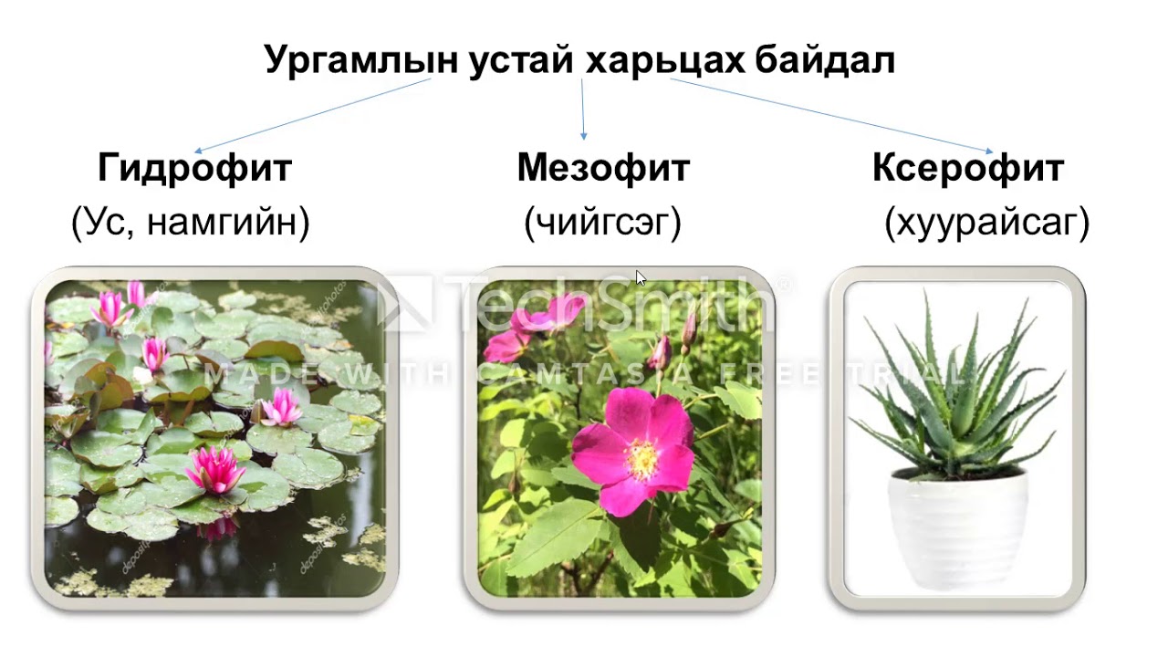 11-р анги. Биологи. Ургамлын транспирацийн ?зэгдэл. Багш Б.Нандин ...