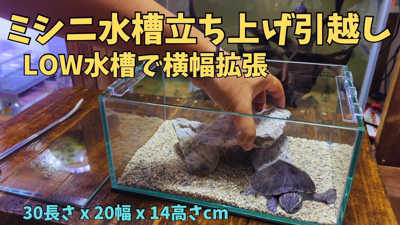 Keeping the world's smallest turtle - Upsizing the tank and moving Keeping the world's smallest turtle - Upsizing the tank and moving