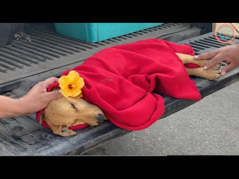 En Emotiva Ceremonia Despiden a "Weichafe" el Cachorro Fallecido Tras Violenta Agresión Sexual