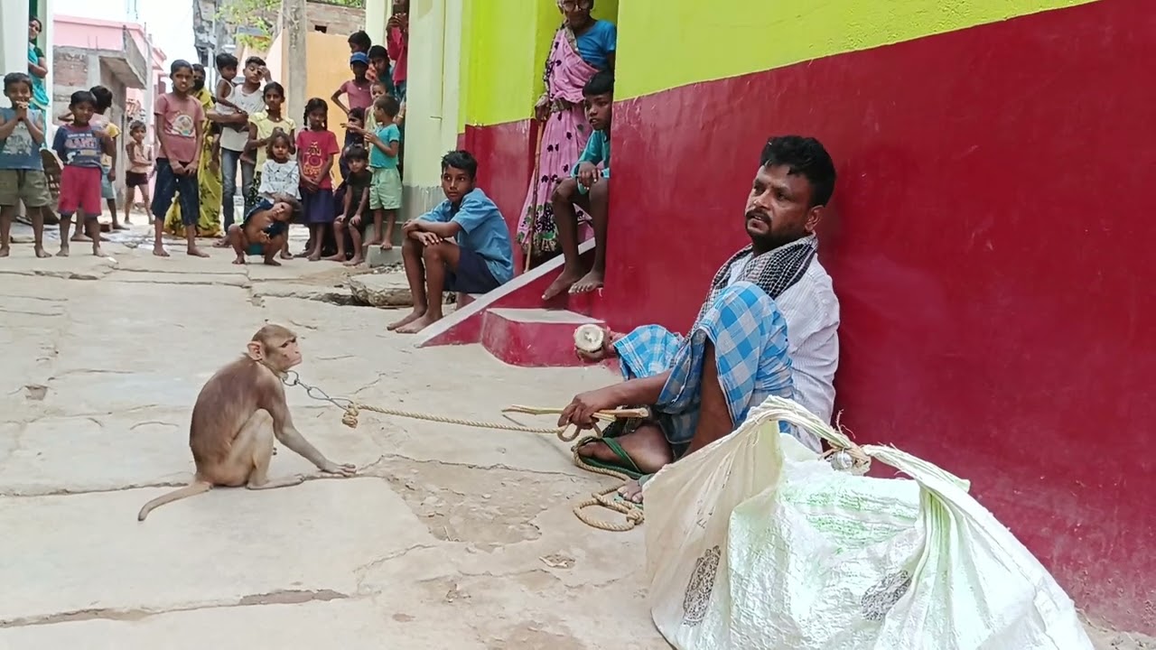 बंदर का इंटरनेशनल खेल वायरल वीडियो सोनू प्रेमी ऑफिशियल चैनल 🎤 वायरल डीएनए 