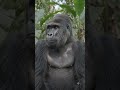 Realistic Silverback Gorilla 🦍 | AI Wildlife
