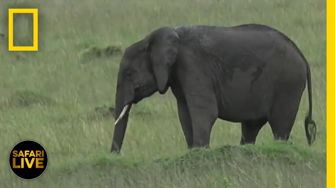 Documentary backdrop image for See Elephants at Their Local Watering Hole – Day 55 (2017)