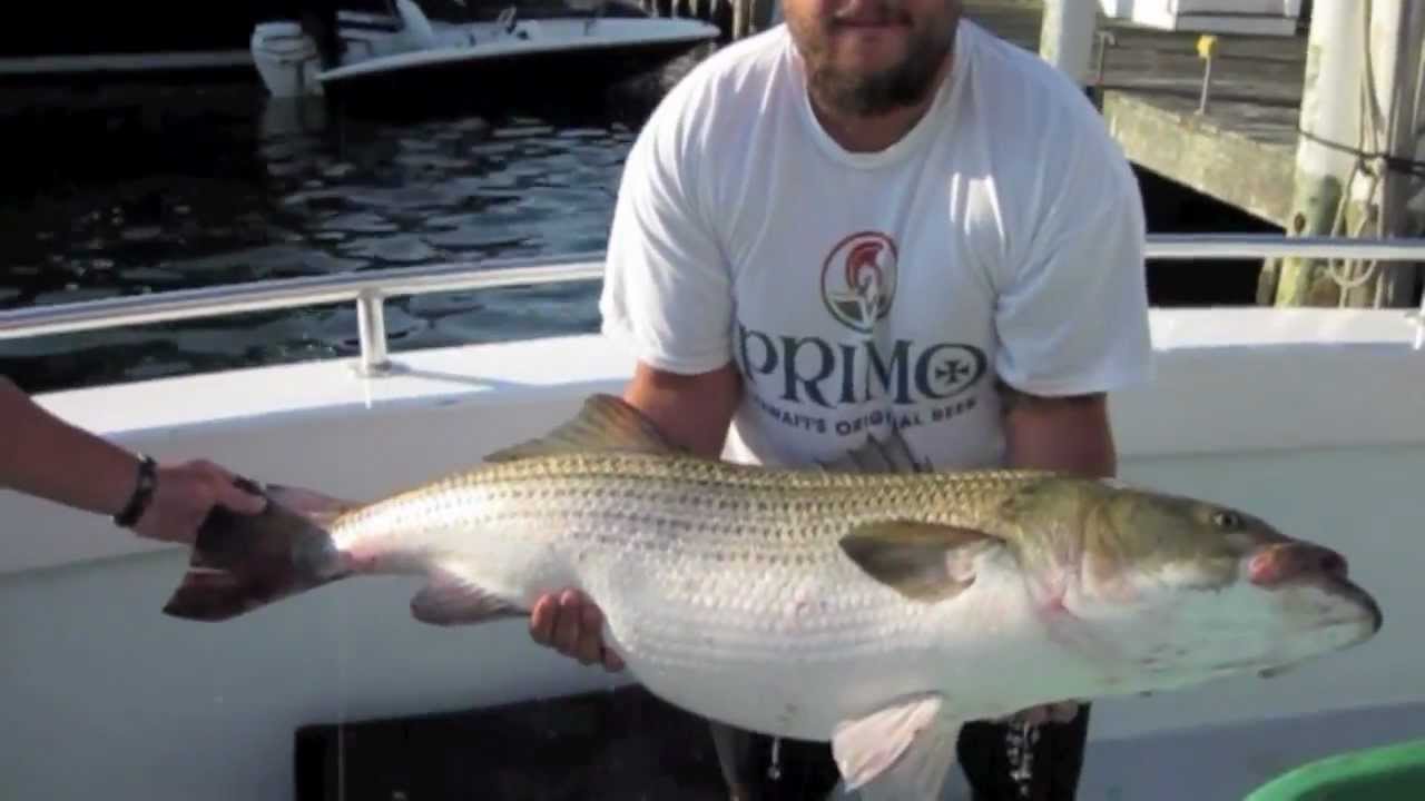 50 Lbs Striped Bass Catch And Release Block Island Youtube