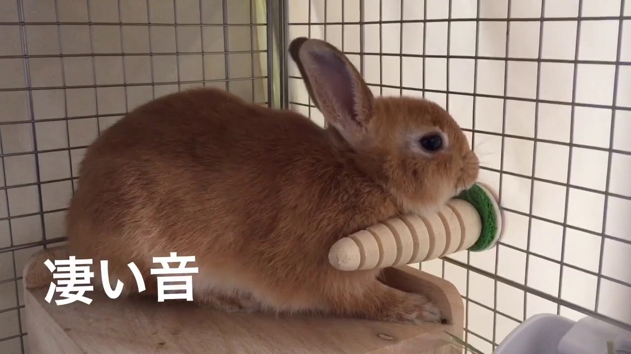 31 小さくて可愛いウサギだけど 噛む力 引っ張るアゴの力は結構強いんです Youtube 31 小さくて可愛いウサギだけど 噛む力 引っ張るアゴの力は結構強いんです Youtube