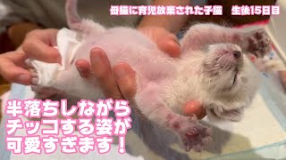 半落ちしながらチッコするのが可愛すぎる件 母猫に育児放棄された子猫 生後15日目   2024 04 16 1