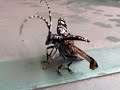 カミキリムシの飛行　 flight of a long-horned beetle