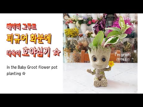 그루트화분에 호야를 심었어요 In the Baby Groot flower pot planting ☆