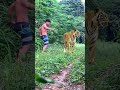 Top legend tiger #tiger #lionhunters #wildlife #nature #animals #forest #preytrestv