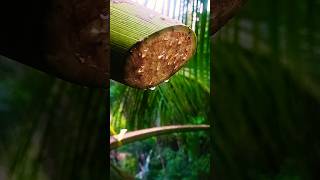 The Art of Tapping Coconut Blossoms for Natural Sap #agrotech #farming #cuttingskills #satisfying