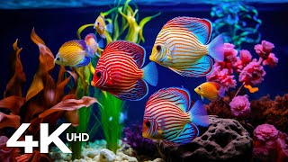 Aquarium 4K VIDEO (ULTRA HD)  Tropical Fish, Coral Reefs  Piano Music For Relaxing Life