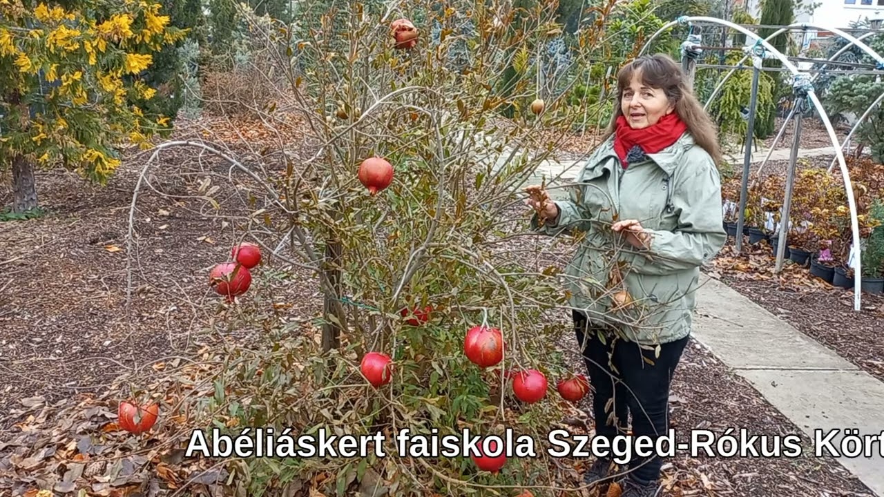 Gránátalma termesztés kezdőknek – ültetés, gondozás, szüret tippek