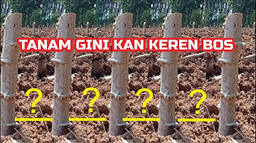 Jarak Tanam Yang Saya gunakan Untuk Tanaman Singkong Garuda