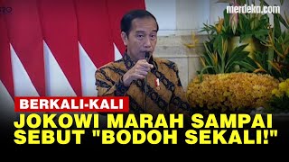 Momen Jokowi Berkali-kali Marah Besar Sampai Bilang 'Bodoh Sekali' Soal Impor