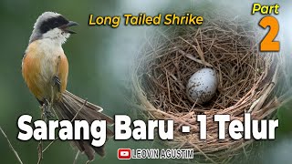 Alhamdulillah sarang baru 1 telur - Burung Cendet