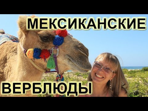 Видео: Катание на верблюдах в Лос-Кабосе с Cabo Adventures