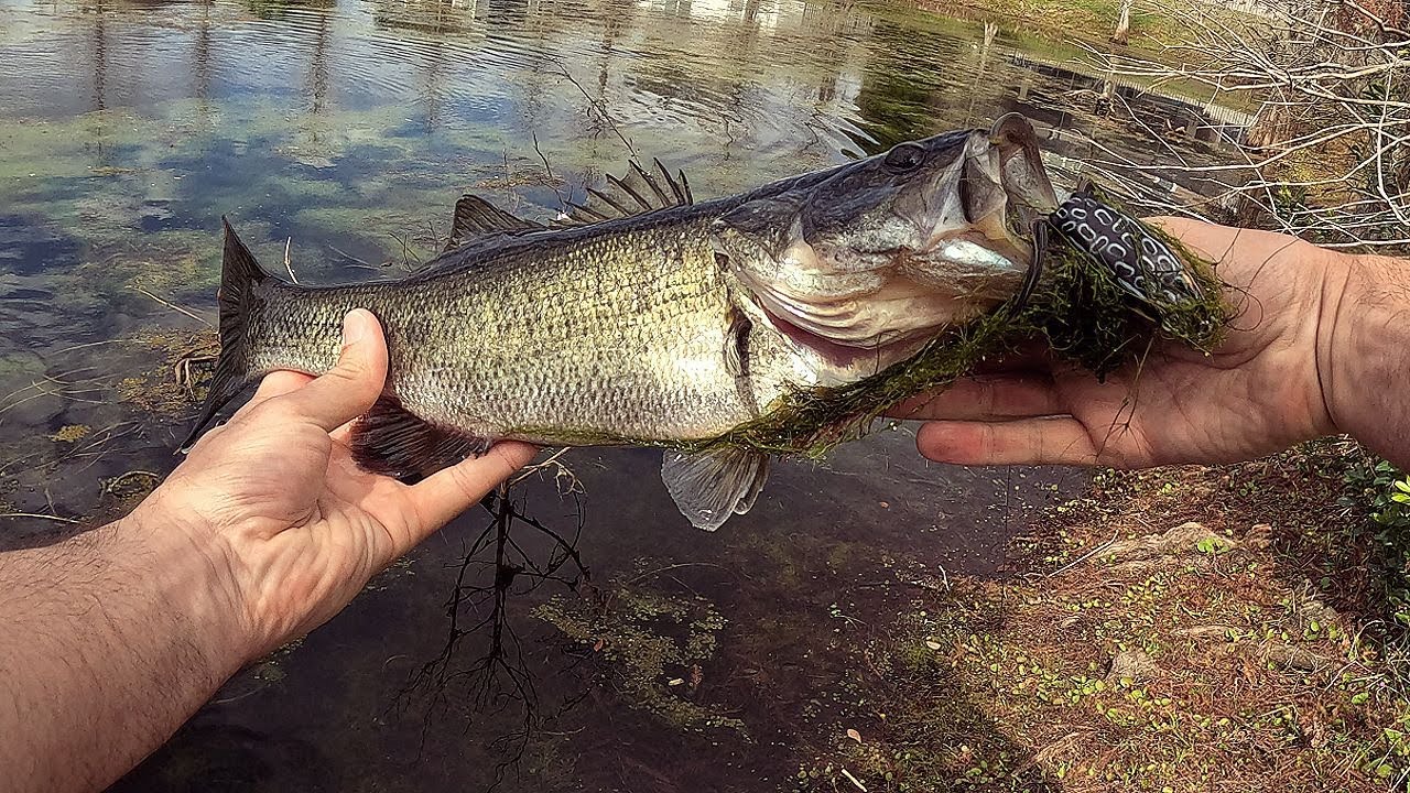 Bass Fishing My Favorite Pond 