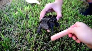 ALLIGATOR SNAPPING TURTLE BITE TEST!