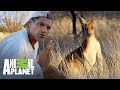 Cómo se adaptó el canguro al desierto |Wild Frank: Tras la evolución de las especies | Animal Planet