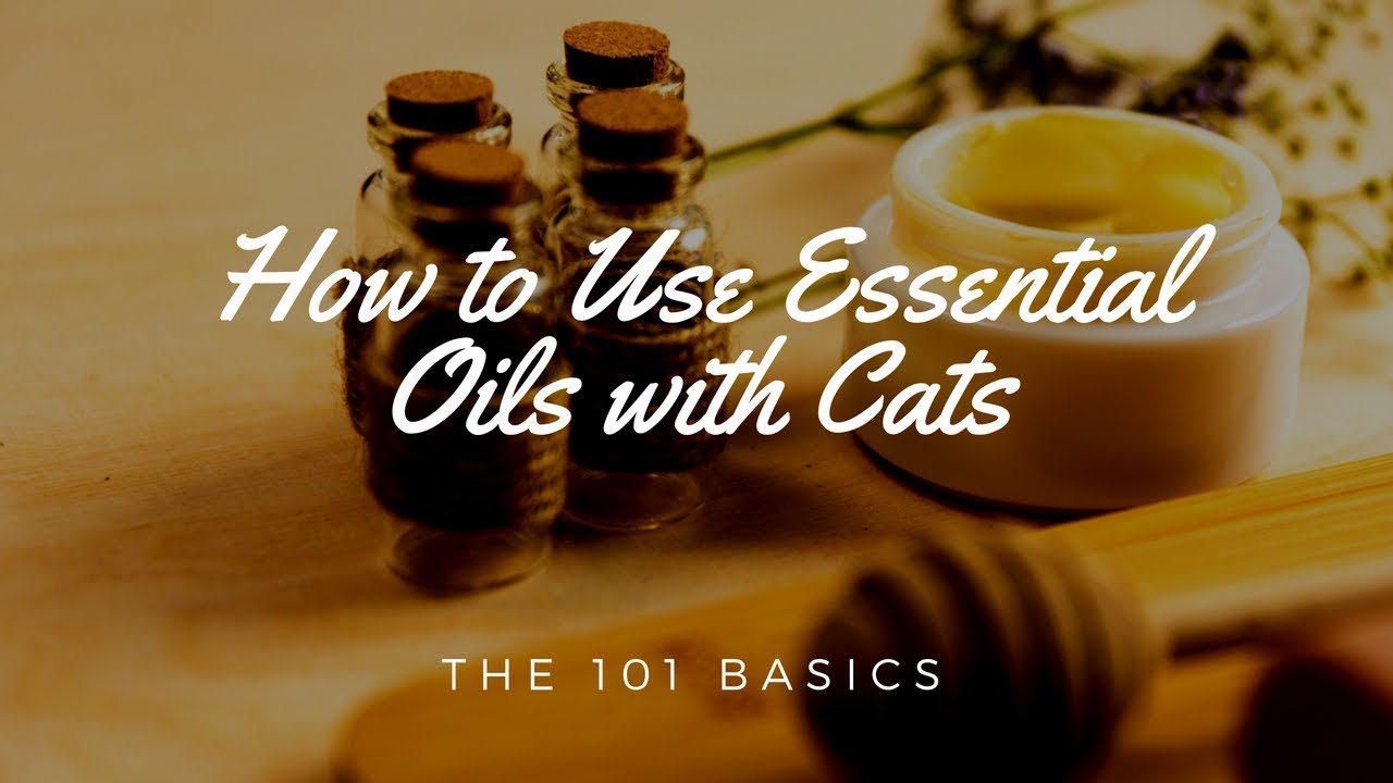 How to Use Essential Oils with Cats The 101 Basics YouTube