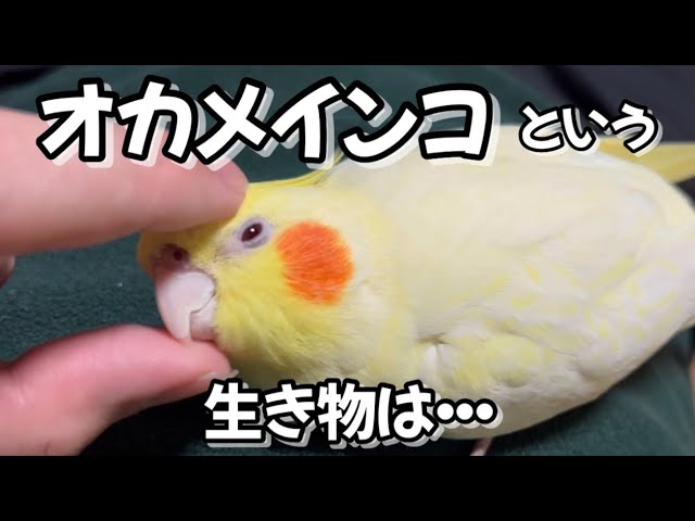 怒っても大好きなお兄ちゃんから離れないオカメインコ【甘えん坊インコ