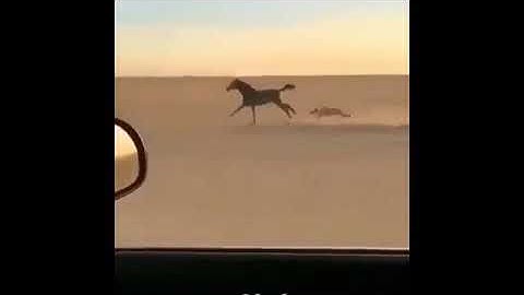 Wowcam compilation #3 crazy talent