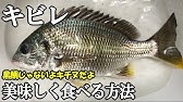 キビレの炙り刺身 Youtube キビレの炙り刺身 Youtube