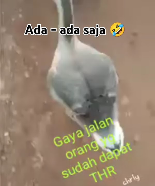 Gaya orang jalan yg sudah dapat THR | #shorts #fyp #meme #foryou #foryourpage #edit #bebek #kocak