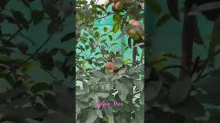 🌷⚘️#apple #reels #love #vlog #viralvideo #viralshort #video #views 🌹