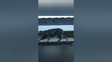 Mocking bird trying to tease cat#Mocking bird#cat#bird#shorts