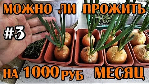 КАК Я ЖИВУ НА 1000 РУБЛЕЙ В МЕСЯЦ + РЕАЛЬНЫЙ ОТЗЫВ О КУРОЧКА ТРАНСФОРМАТОР И РОМАН КУРЬЕР