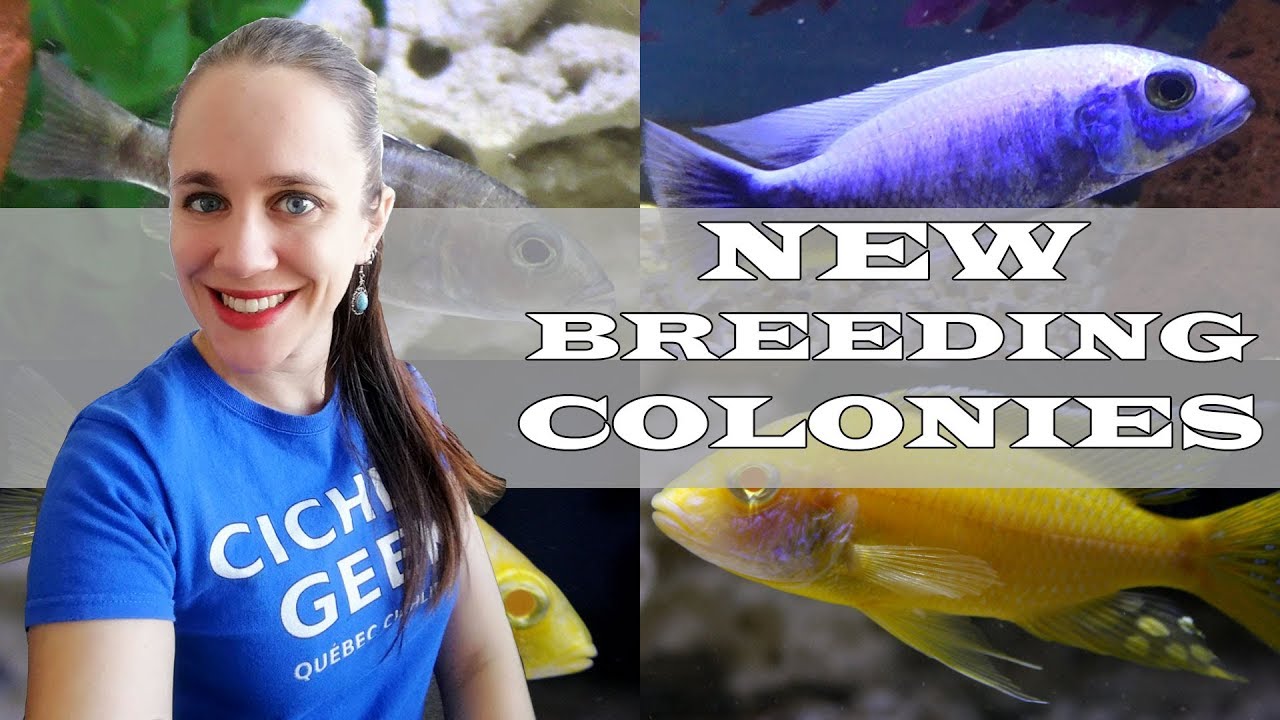african cichlid tank mates New African Cichlid Breeding Colonies : Albino Aulonocara & Malawi Iceberg Hap