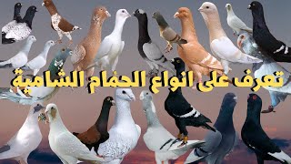 انواع الحمام الشاميه وحمام العروق تعرف على احلى حمام شاميه