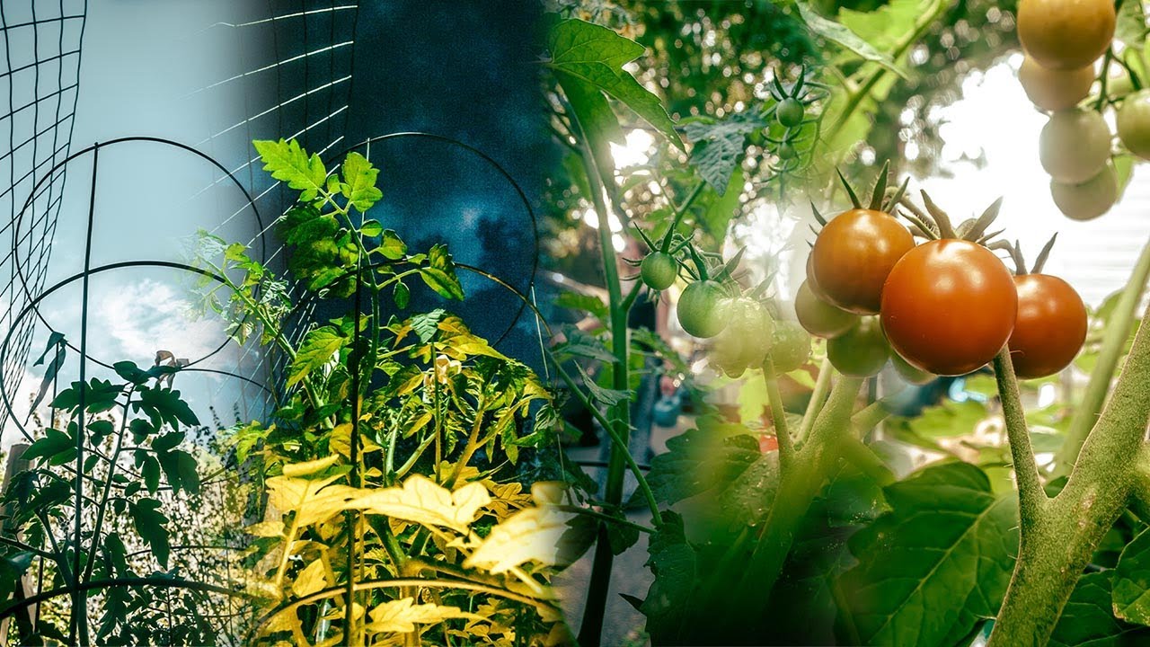 Cherry Tomato Timelapse YouTube