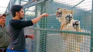 Feeding My Friends LION !!!