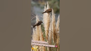 😇😍relaxing sweet  happy birds chirping, birds singing...by Loud emotions #shorts